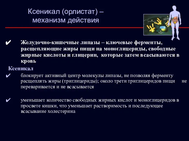 Желудочно-кишечные липазы – ключевые ферменты, расщепляющие жиры пищи на моноглицериды, свободные