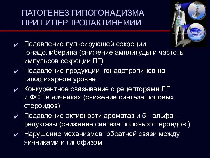 ПАТОГЕНЕЗ ГИПОГОНАДИЗМА ПРИ ГИПЕРПРОЛАКТИНЕМИИ Подавление пульсирующей секреции гонадолиберина (снижение амплитуды и