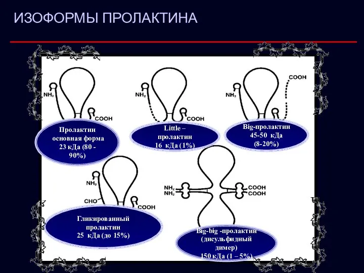 ИЗОФОРМЫ ПРОЛАКТИНА Пролактин основная форма 23 кДа (80 - 90%) Little