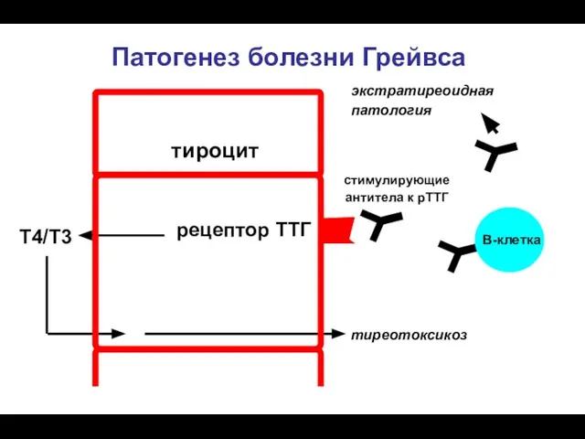 тироцит рецептор ТТГ Т4/Т3 Патогенез болезни Грейвса стимулирующие антитела к рТТГ B-клетка тиреотоксикоз экстратиреоидная патология