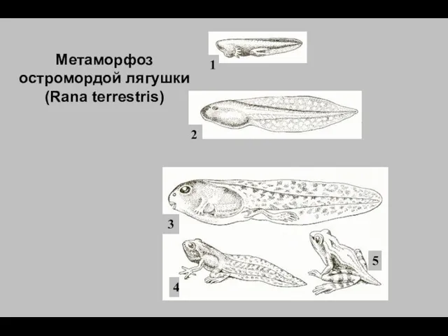 1 2 3 4 5 Метаморфоз остромордой лягушки (Rana terrestris)