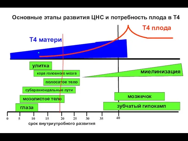 Основные этапы развития ЦНС и потребность плода в Т4