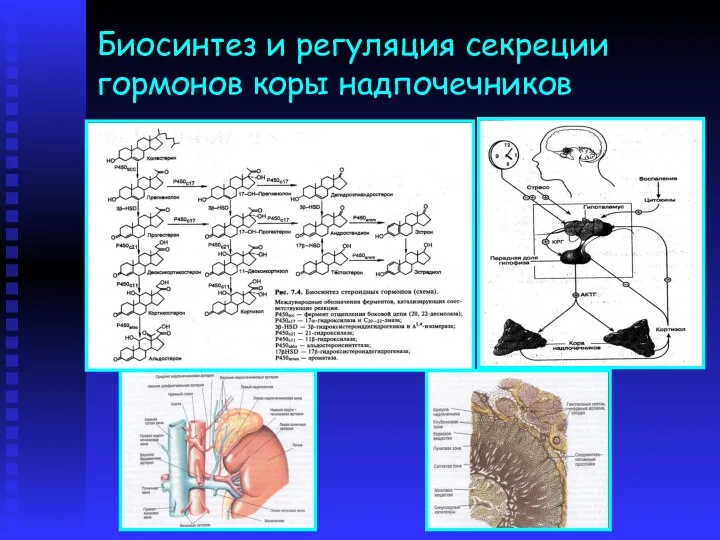 Биосинтез и регуляция секреции гормонов коры надпочечников