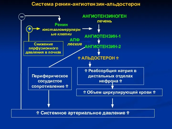 Система ренин-ангиотензин-альдостерон АНГИОТЕНЗИНОГЕН печень АНГИОТЕНЗИН-1 АНГИОТЕНЗИН-2 ⇑ АЛЬДОСТЕРОН ⇑ ⇑ Реабсорбция