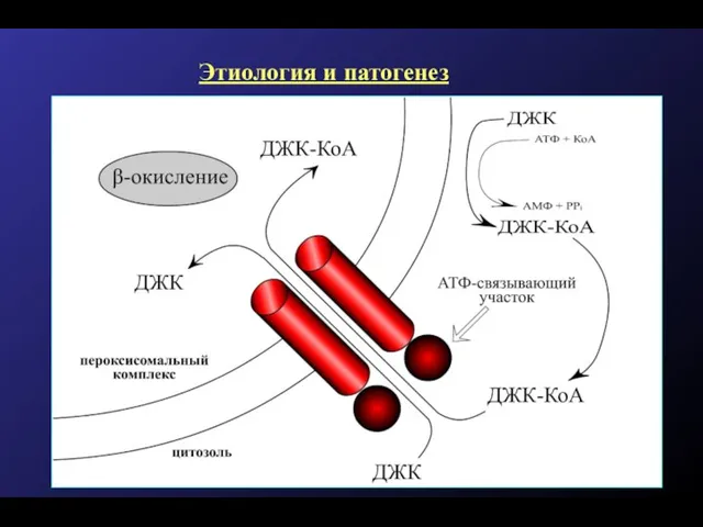 Кафедра эндокринологии ММА им. И.М. Сеченова Этиология и патогенез