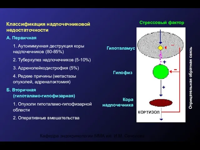 Кафедра эндокринологии ММА им. И.М. Сеченова Стрессовый фактор Отрицательная обратная связь