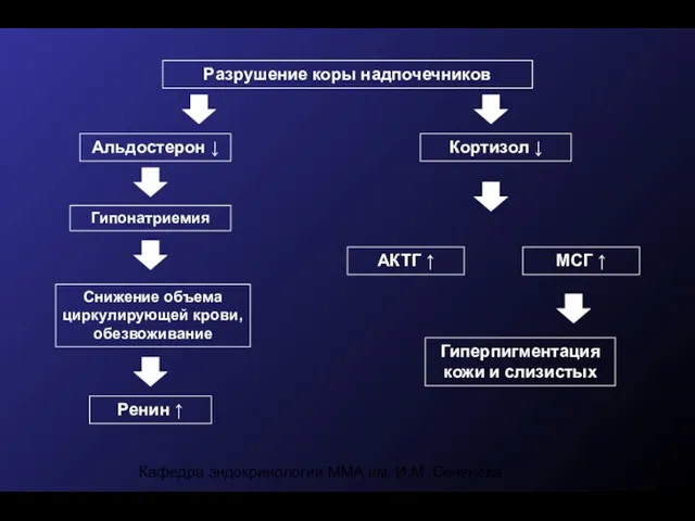 Кафедра эндокринологии ММА им. И.М. Сеченова Альдостерон ↓ Снижение объема циркулирующей