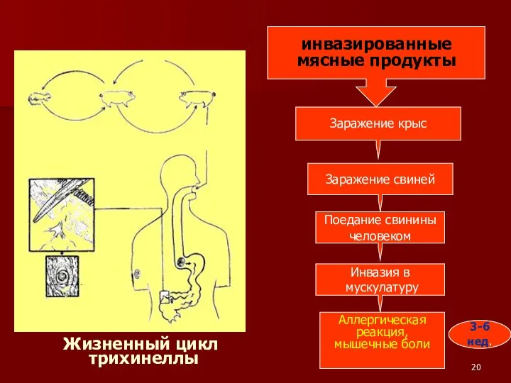 Жизненный цикл трихинеллы инвазированные мясные продукты Заражение крыс Заражение свиней Поедание