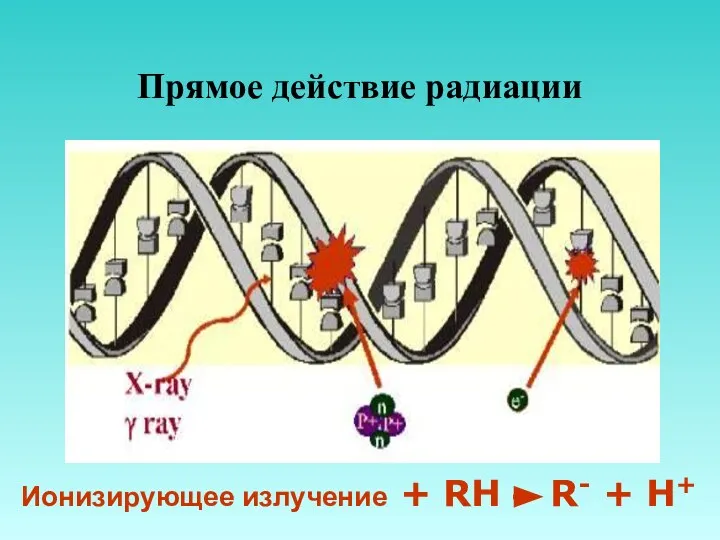 Прямое действие радиации Ионизирующее излучение + RH R- + H+