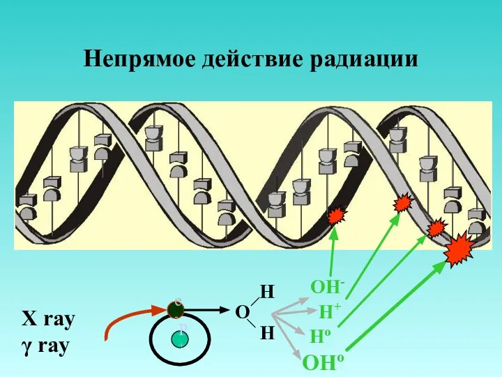 Непрямое действие радиации X ray γ ray P+ e- O H H OH- H+ Ho OHo