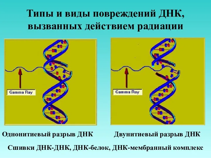 Типы и виды повреждений ДНК, вызванных действием радиации Однонитиевый разрыв ДНК