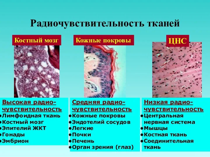 Радиочувствительность тканей Костный мозг Кожные покровы ЦНС Высокая радио-чувствительность Лимфоидная ткань