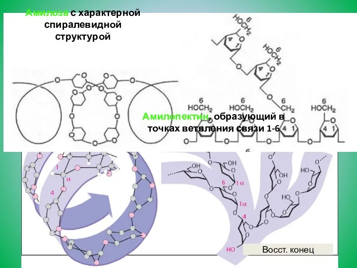 Амилоза с характерной спиралевидной структурой Амилопектин, образующий в точках ветвления связи 1-6 Восст. конец