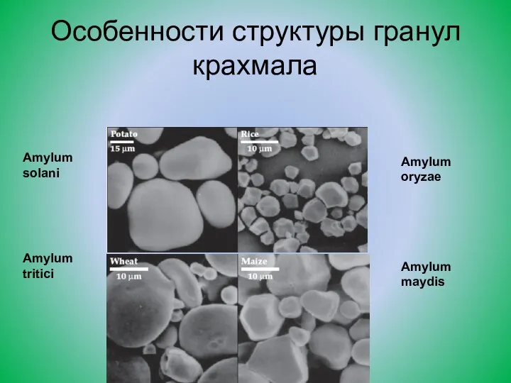 Особенности структуры гранул крахмала Amylum solani Amylum oryzae Amylum tritici Amylum maydis