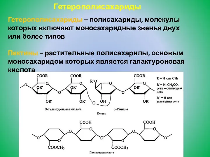 Гетерополисахариды Гетерополисахариды – полисахариды, молекулы которых включают моносахаридные звенья двух или