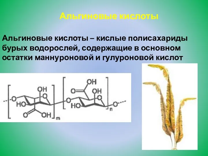 Альгиновые кислоты Альгиновые кислоты – кислые полисахариды бурых водорослей, содержащие в