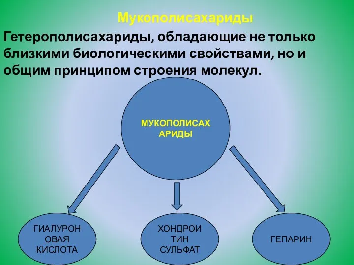 Мукополисахариды Гетерополисахариды, обладающие не только близкими биологическими свойствами, но и общим