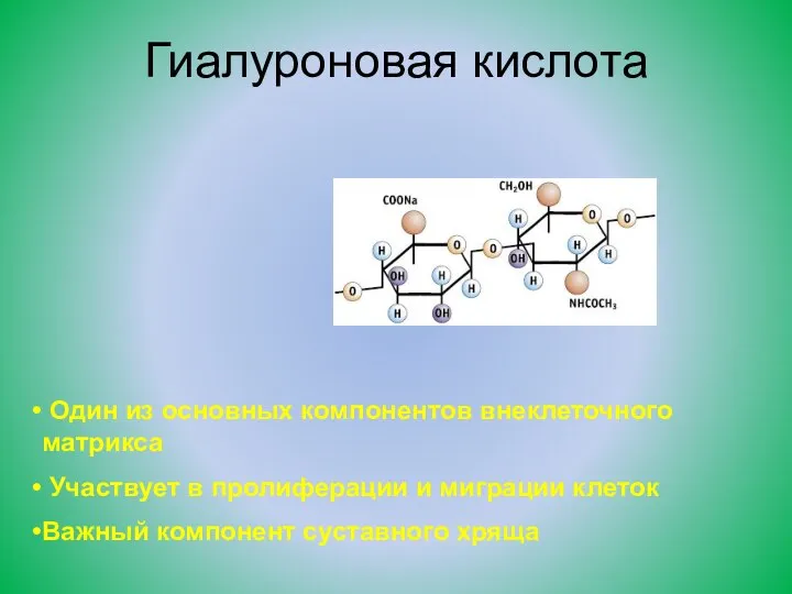 Гиалуроновая кислота Один из основных компонентов внеклеточного матрикса Участвует в пролиферации