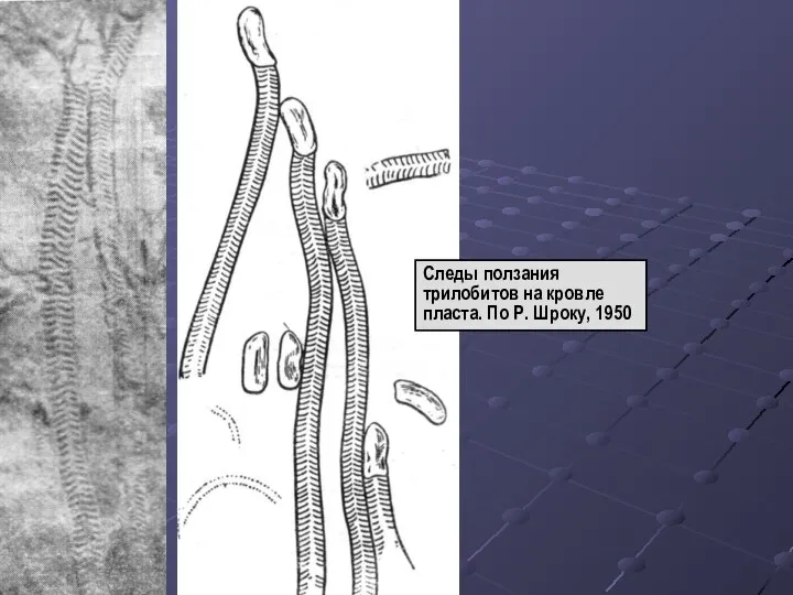 Следы ползания трилобитов на кровле пласта. По Р. Шроку, 1950