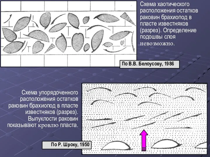 Схема хаотического расположения остатков раковин брахиопод в пласте известняков (разрез). Определение