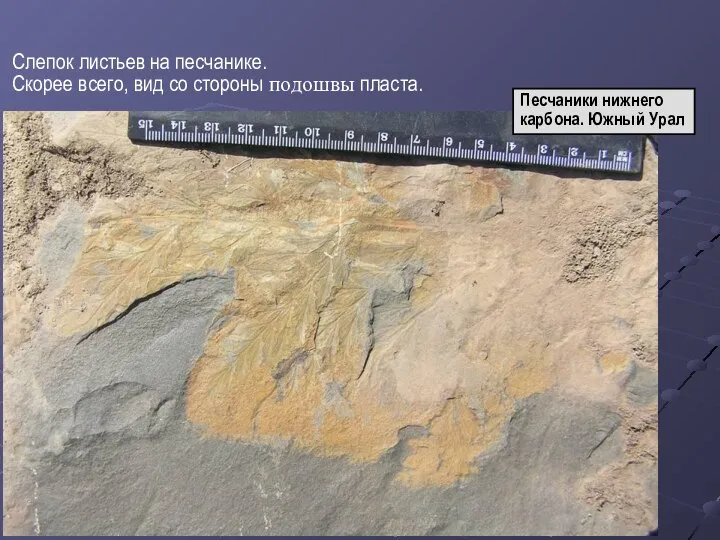 Слепок листьев на песчанике. Скорее всего, вид со стороны подошвы пласта. Песчаники нижнего карбона. Южный Урал