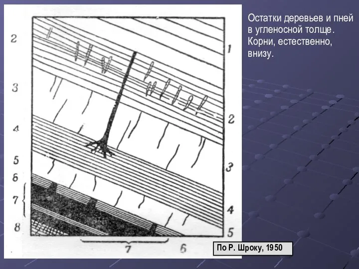 Остатки деревьев и пней в угленосной толще. Корни, естественно, внизу. По Р. Шроку, 1950