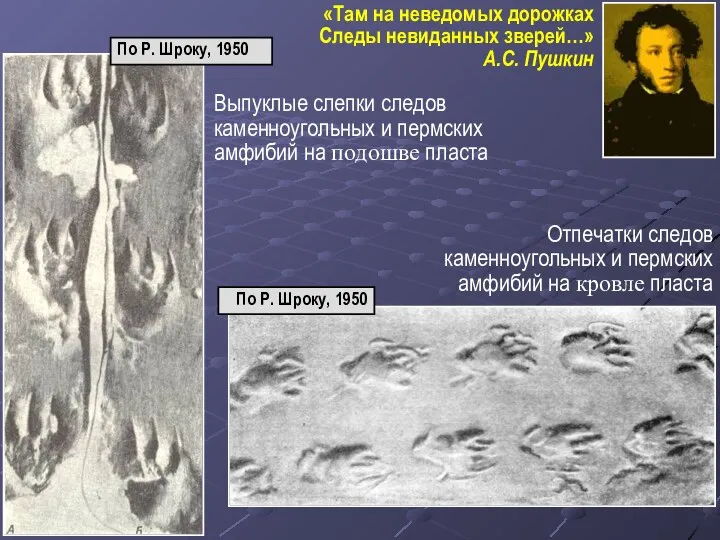 «Там на неведомых дорожках Следы невиданных зверей…» А.С. Пушкин Выпуклые слепки