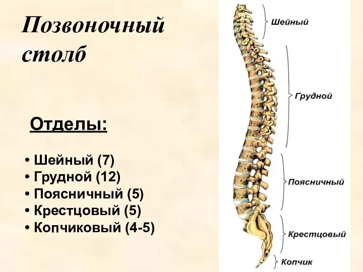 Позвоночный столб Отделы: Шейный (7) Грудной (12) Поясничный (5) Крестцовый (5) Копчиковый (4-5)