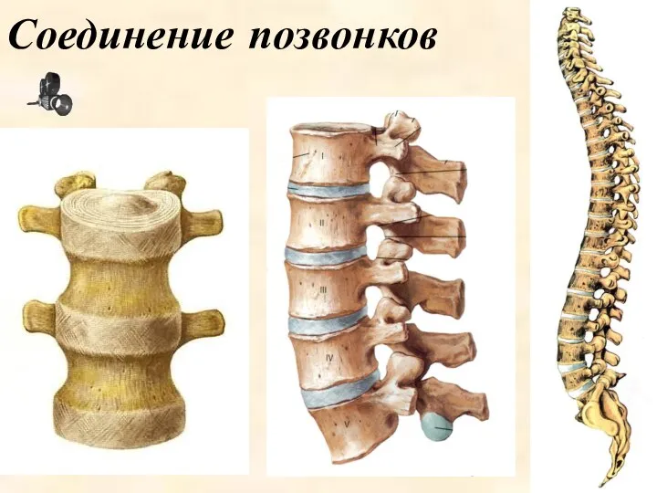 Соединение позвонков