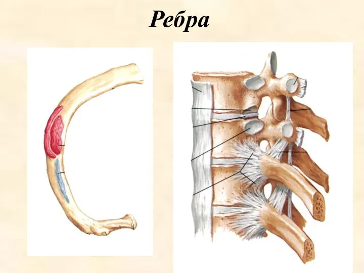 Ребра