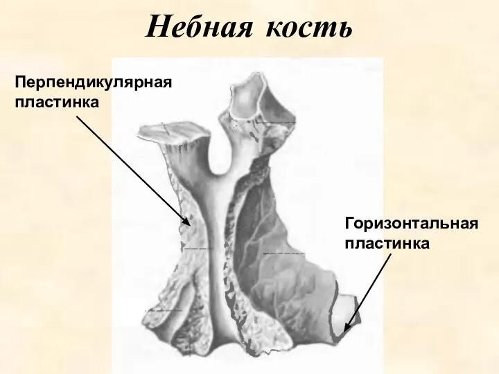 Перпендикулярная пластинка Небная кость Горизонтальная пластинка