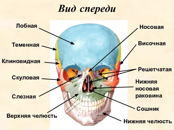 Вид спереди Лобная Височная Клиновидная Теменная Скуловая Верхняя челюсть Нижняя челюсть