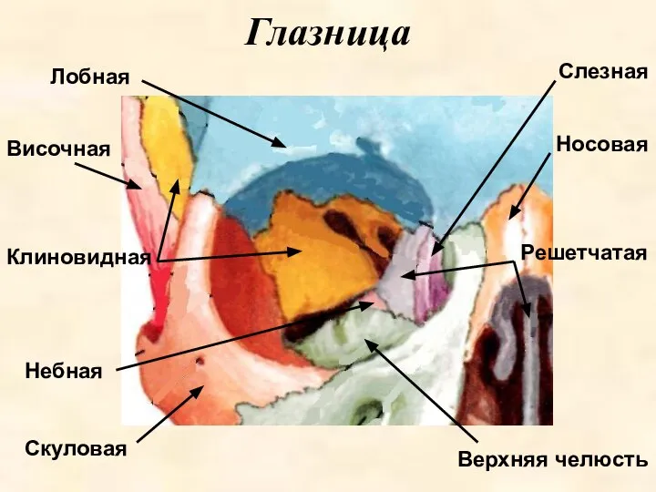 Глазница Лобная Височная Клиновидная Небная Скуловая Носовая Слезная Решетчатая Верхняя челюсть