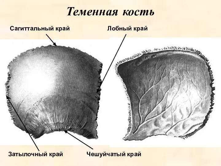 Теменная кость Чешуйчатый край Лобный край Затылочный край Сагиттальный край