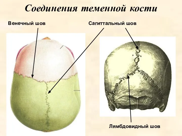 Соединения теменной кости Лямбдовидный шов Сагиттальный шов Венечный шов