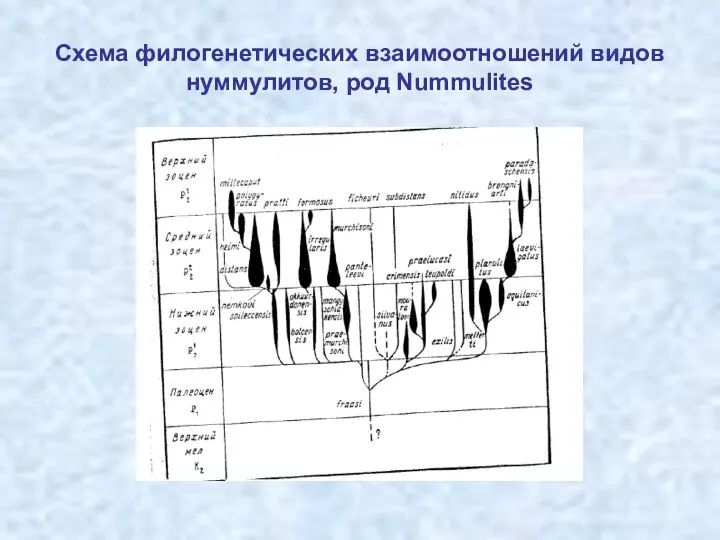 Схема филогенетических взаимоотношений видов нуммулитов, род Nummulites