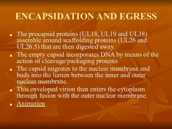 ENCAPSIDATION AND EGRESS The procapsid proteins (UL18, UL19 and UL38) assemble