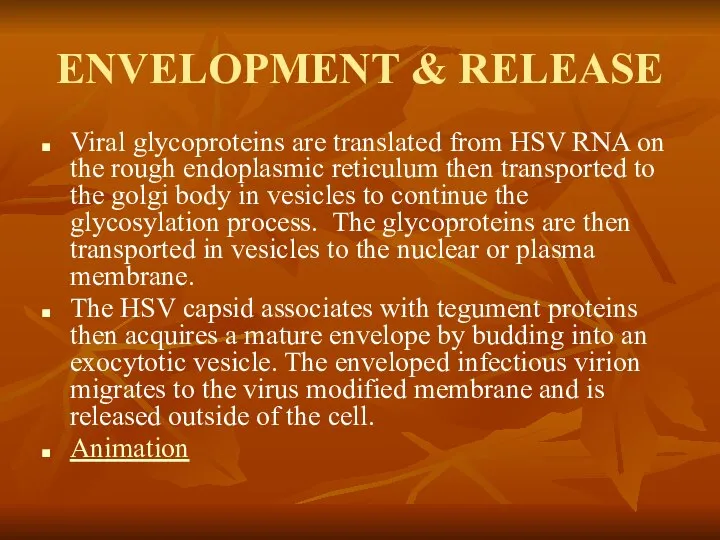 ENVELOPMENT & RELEASE Viral glycoproteins are translated from HSV RNA on