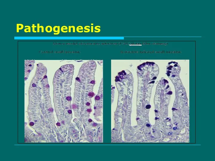 Pathogenesis