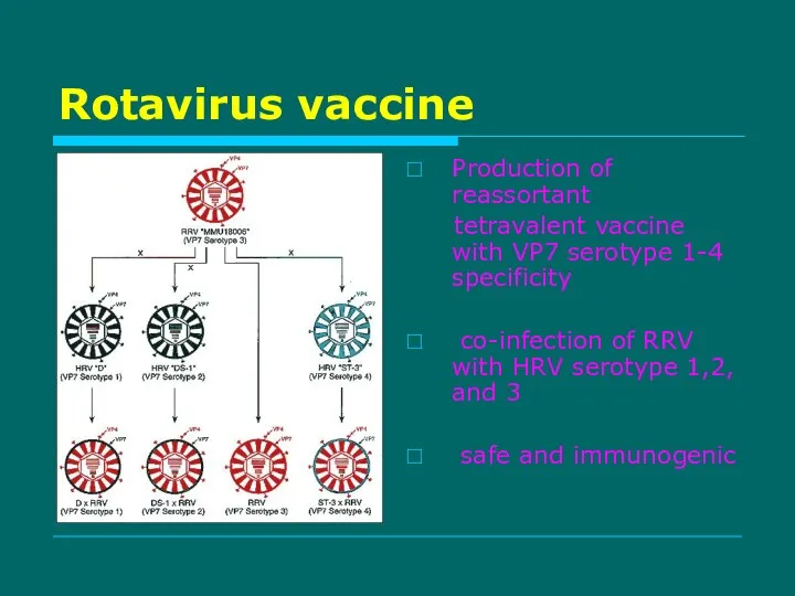 Rotavirus vaccine Production of reassortant tetravalent vaccine with VP7 serotype 1-4