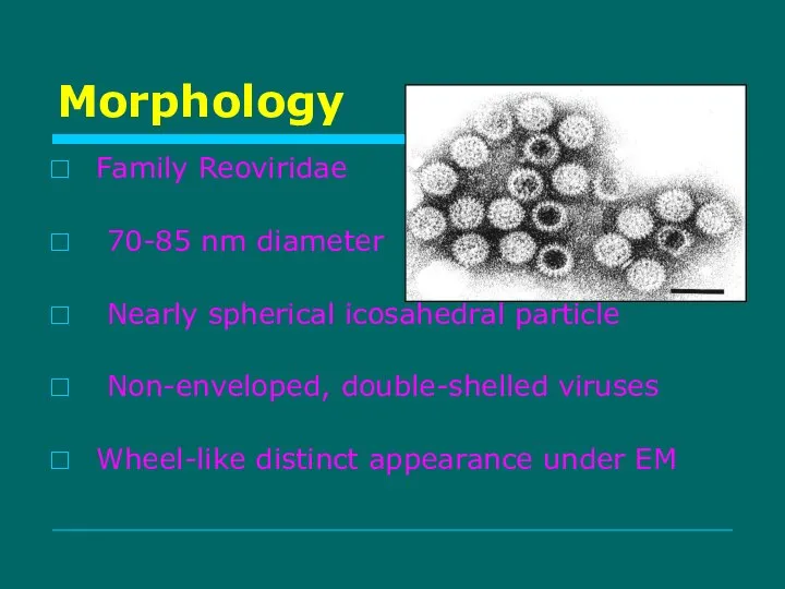 Morphology Family Reoviridae 70-85 nm diameter Nearly spherical icosahedral particle Non-enveloped,