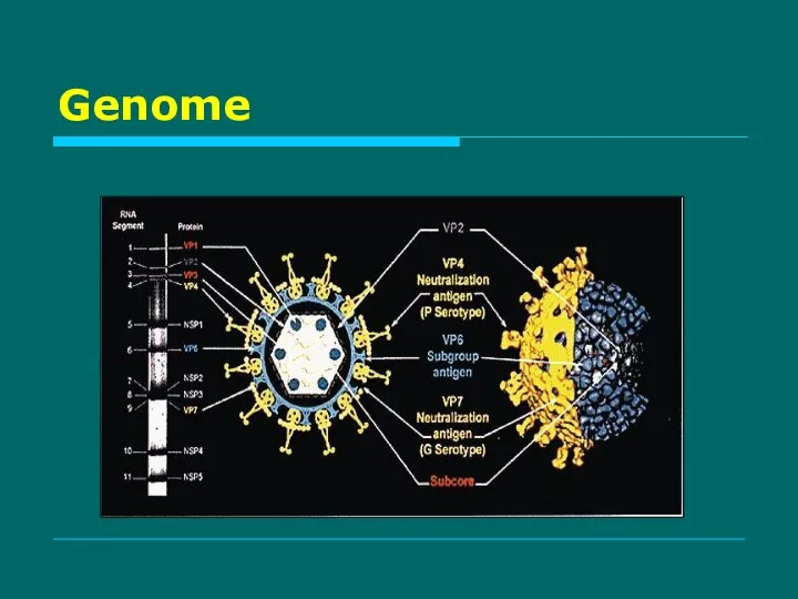 Genome