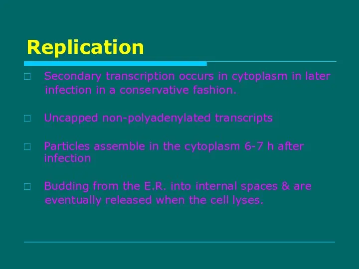 Replication Secondary transcription occurs in cytoplasm in later infection in a