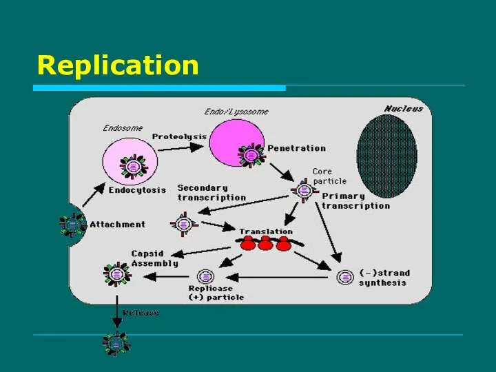 Replication