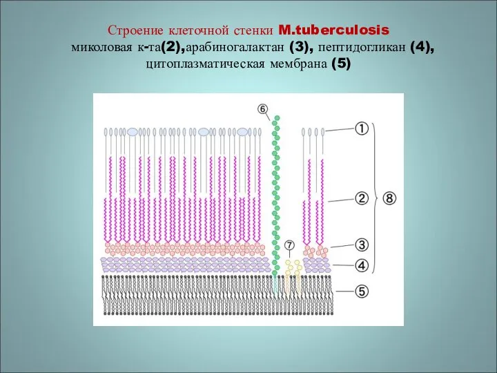 Строение клеточной стенки M.tuberculosis миколовая к-та(2),арабиногалактан (3), пептидогликан (4), цитоплазматическая мембрана (5)