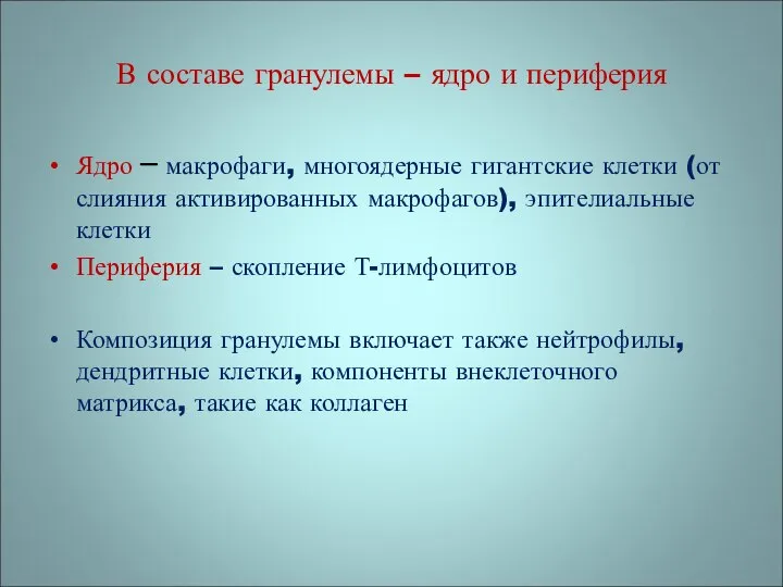 В составе гранулемы – ядро и периферия Ядро – макрофаги, многоядерные