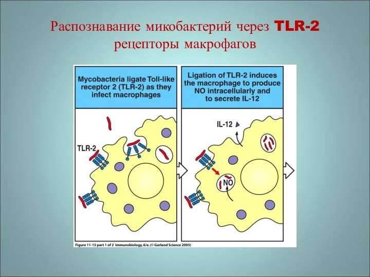 Распознавание микобактерий через TLR-2 рецепторы макрофагов