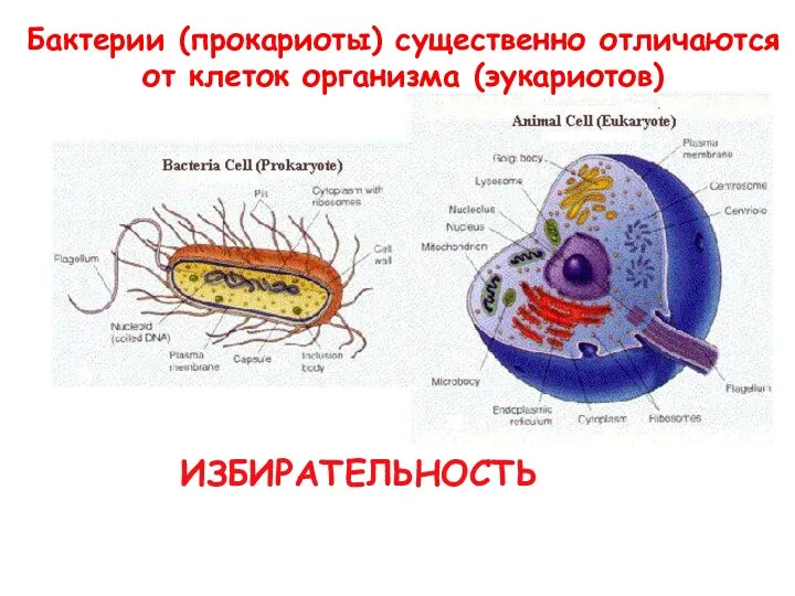 Бактерии (прокариоты) существенно отличаются от клеток организма (эукариотов) ИЗБИРАТЕЛЬНОСТЬ