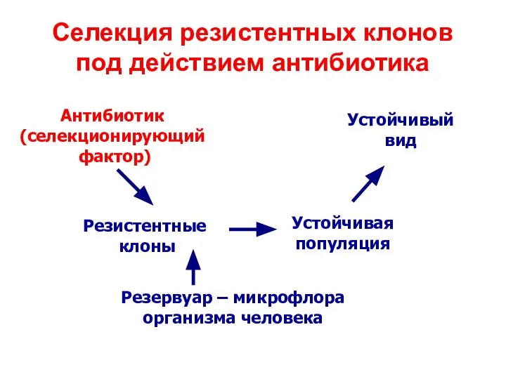 Селекция резистентных клонов под действием антибиотика Антибиотик (селекционирующий фактор) Резистентные клоны