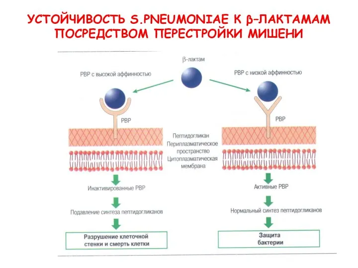 УСТОЙЧИВОСТЬ S.PNEUMONIAE К β–ЛАКТАМАМ ПОСРЕДСТВОМ ПЕРЕСТРОЙКИ МИШЕНИ